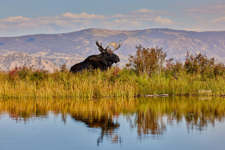 Bulliwnkle Rests WEB 768x512