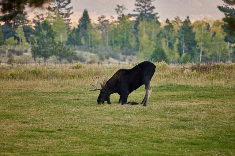 Bullwinkle Grassy Moose Prayer WEB 768x512